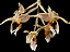 Orquídea Stanhopea Oculata (planta menor) - Imagem 1