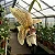 Orquídea Stanhopea Oculata - Imagem 2