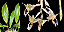 Orquídea Stanhopea Oculata (planta menor) - Imagem 2