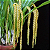 Dendrochillum Magnum - Imagem 2