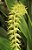 Dendrochillum Magnum - Imagem 3