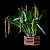 Dendrochillum Magnum - Imagem 1