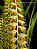 Dendrochillum Magnum - Imagem 4