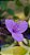 Trapoeraba roxa - Tradescantia pallida purpurea - Imagem 9
