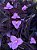 Trapoeraba roxa - Tradescantia pallida purpurea - Imagem 1