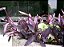 Trapoeraba roxa - Tradescantia pallida purpurea - Imagem 5
