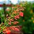 Flor Coral Vermelha - PROMOÇÃO Russelia Equisetiformis - Imagem 8