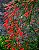 Flor Coral Vermelha - PROMOÇÃO Russelia Equisetiformis - Imagem 4