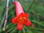 Flor Coral Vermelha - PROMOÇÃO Russelia Equisetiformis - Imagem 3