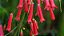 Flor Coral Vermelha - PROMOÇÃO Russelia Equisetiformis - Imagem 5