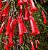 Flor Coral Vermelha - PROMOÇÃO Russelia Equisetiformis - Imagem 1