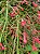 Flor Coral Vermelha - PROMOÇÃO Russelia Equisetiformis - Imagem 10