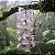 Orquídea Dendrobium Aphyllum ou Pierardii - NO TOCO - Imagem 2