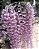 Dendrobium Aphyllum ou Pierardii - NO TOCO - Imagem 2