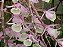 Dendrobium Aphyllum ou Pierardii - NO TOCO - Imagem 4