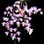 Dendrobium Aphyllum ou Pierardii - NO TOCO - Imagem 3