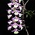Dendrobium Aphyllum ou Pierardii - NO TOCO - Imagem 1