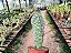 Sansevieria Masoniana Vitoria - Imagem 5