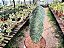 Sansevieria Masoniana Vitoria - Imagem 1