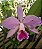 Cattleya Labiata x Sem Nome - Imagem 1