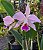 Cattleya Labiata x Sem Nome - Imagem 2