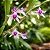 Orquídea Mini Orquídea Scaphyglottis violacea - Imagem 2
