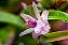 Scaphyglottis violacea - Imagem 3