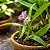 Orquídea Mini Orquídea Scaphyglottis violacea - Imagem 1