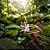 Orquídea Mini Orquídea Scaphyglottis violacea - Imagem 4