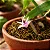 Orquídea Mini Orquídea Scaphyglottis violacea - Imagem 3