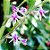 Scaphyglottis violacea - Imagem 4