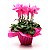 Cyclamen persicum - Ciclame Rosa - Imagem 1