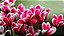 Cyclamen persicum - Ciclame Rosa - Imagem 4