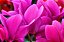 Cyclamen persicum - Ciclame Rosa - Imagem 3