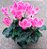 Cyclamen persicum - Ciclame Rosa - Imagem 2