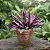 Abacaxi Roxo - Rhoeo Spathacea - Imagem 4
