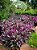 Abacaxi Roxo - Rhoeo Spathacea - Imagem 6