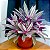 Abacaxi Roxo - Rhoeo Spathacea - Imagem 9