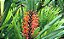 Gengibre Vermelho - Hedychium coccineum (Bulbo) - Imagem 3