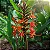 Gengibre Vermelho - Hedychium coccineum (Bulbo) - Imagem 1