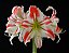 Amaryllis Amorice - Imagem 1
