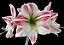 Amaryllis Amorice - Imagem 3