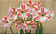 Amaryllis Amorice - Imagem 2