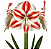 Amaryllis Amorice - Imagem 4