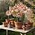 Amaryllis Amorice - Imagem 2