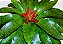 Bromélia Nidularium Fulgens - Imagem 2