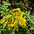 Arnica-do-Brasil - Solidago microglossa - Imagem 4