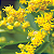 Arnica-do-Brasil - Solidago microglossa - Imagem 1