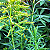 Arnica-do-Brasil - Solidago microglossa - Imagem 6