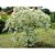 Neve da Montanha - Euphorbia leucocephala - Imagem 5